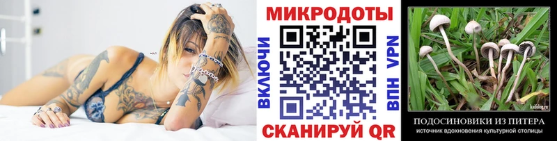 Галлюциногенные грибы Psilocybe  купить закладку  Ершов 
